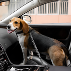 Cinturón De Seguridad Con Amortiguador Para Perro -  Ajustable