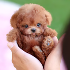 Perrito Robot Animado Interactivo - Realista