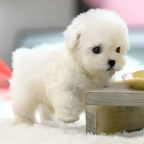 Perrito Robot Animado Interactivo - Realista